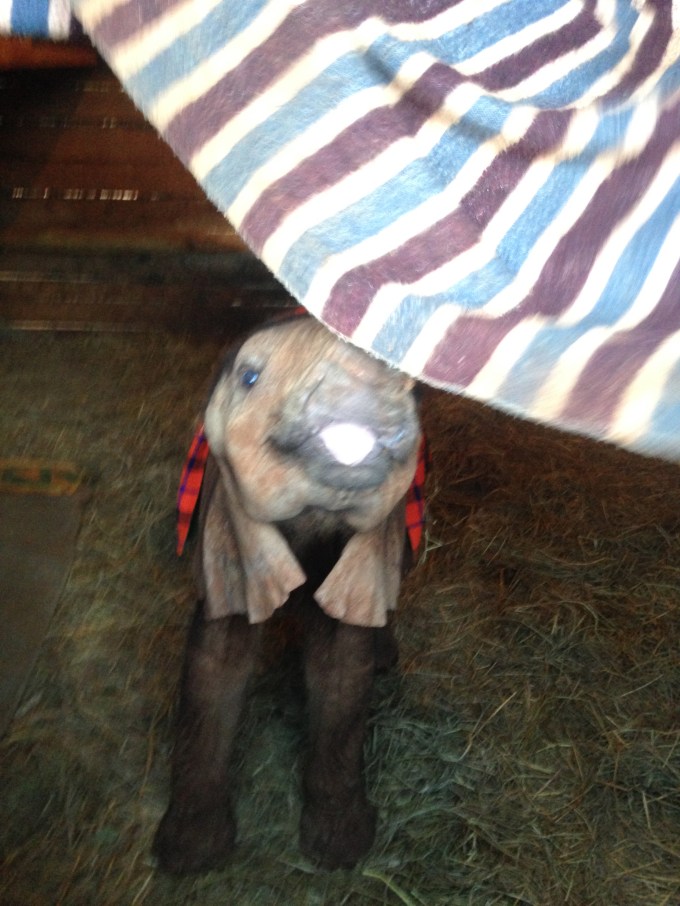 Playing peek-a-boo behind a blanket! The youngest orphans have a blanket hanging in their stable that provides comfort like a mother. They are also covered with a blanket at night to prevent them from getting cold, and a Ranger stays the night with them, sleeping on a raised bunk.
