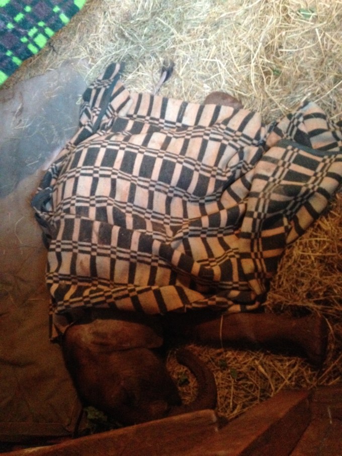 The youngest calf in the orphanage at two months old, I previously mentioned him in a post, saying he is recovering from spear wounds, the same spear that killed his mother.