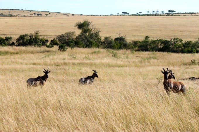 Topi (being hunted by a leopard)