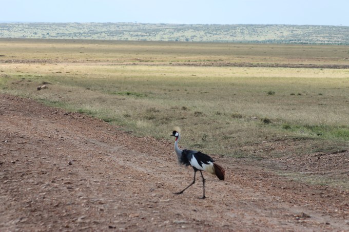 Grey Crested Crane